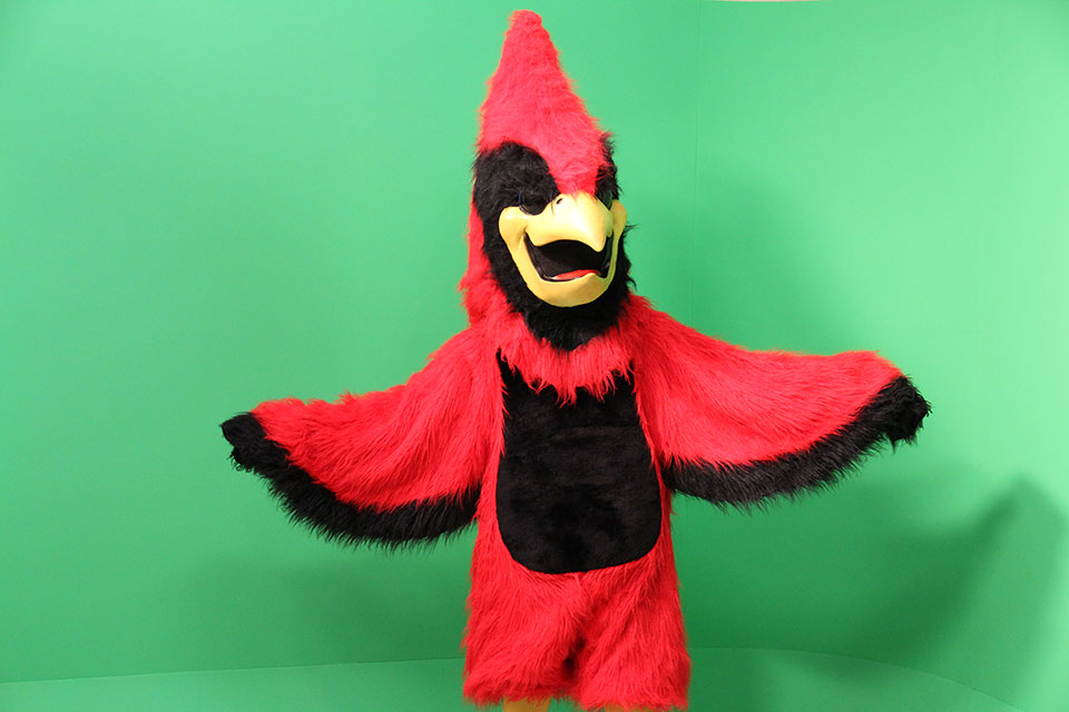 Cardinal in front of the green screen.