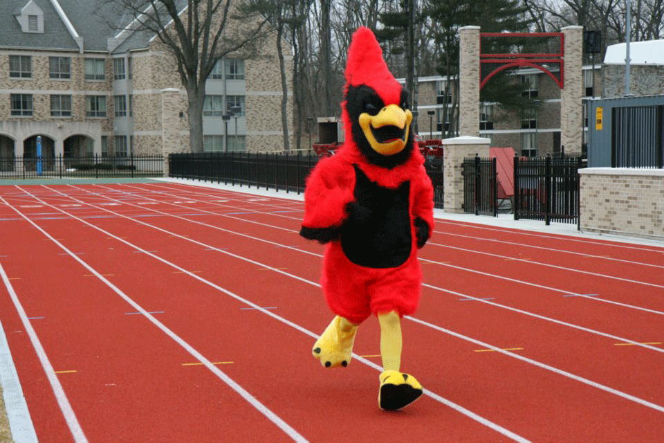Cardinal running on the track.