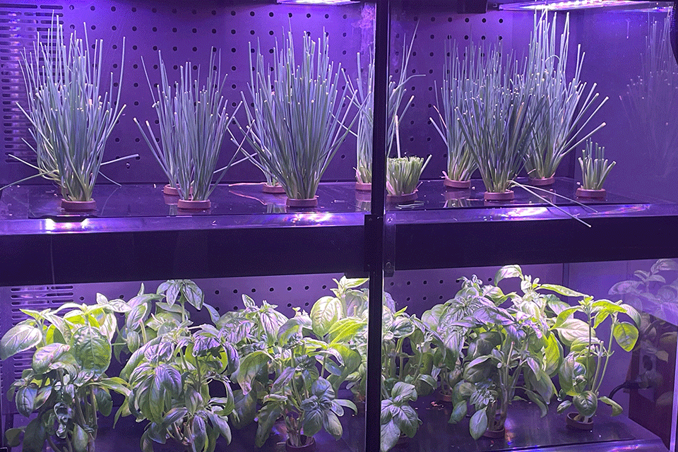 The FarmShelf in Ward-Haffey Dining Hall.