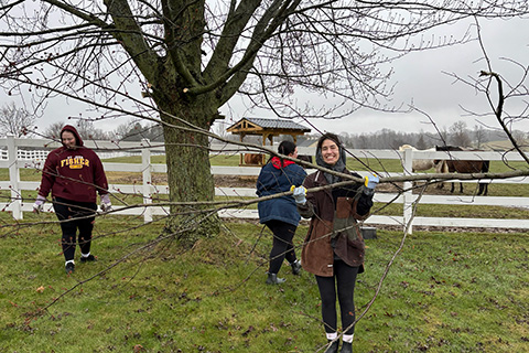 Group of Pharmacy students trimming trees during the annual Service Day.