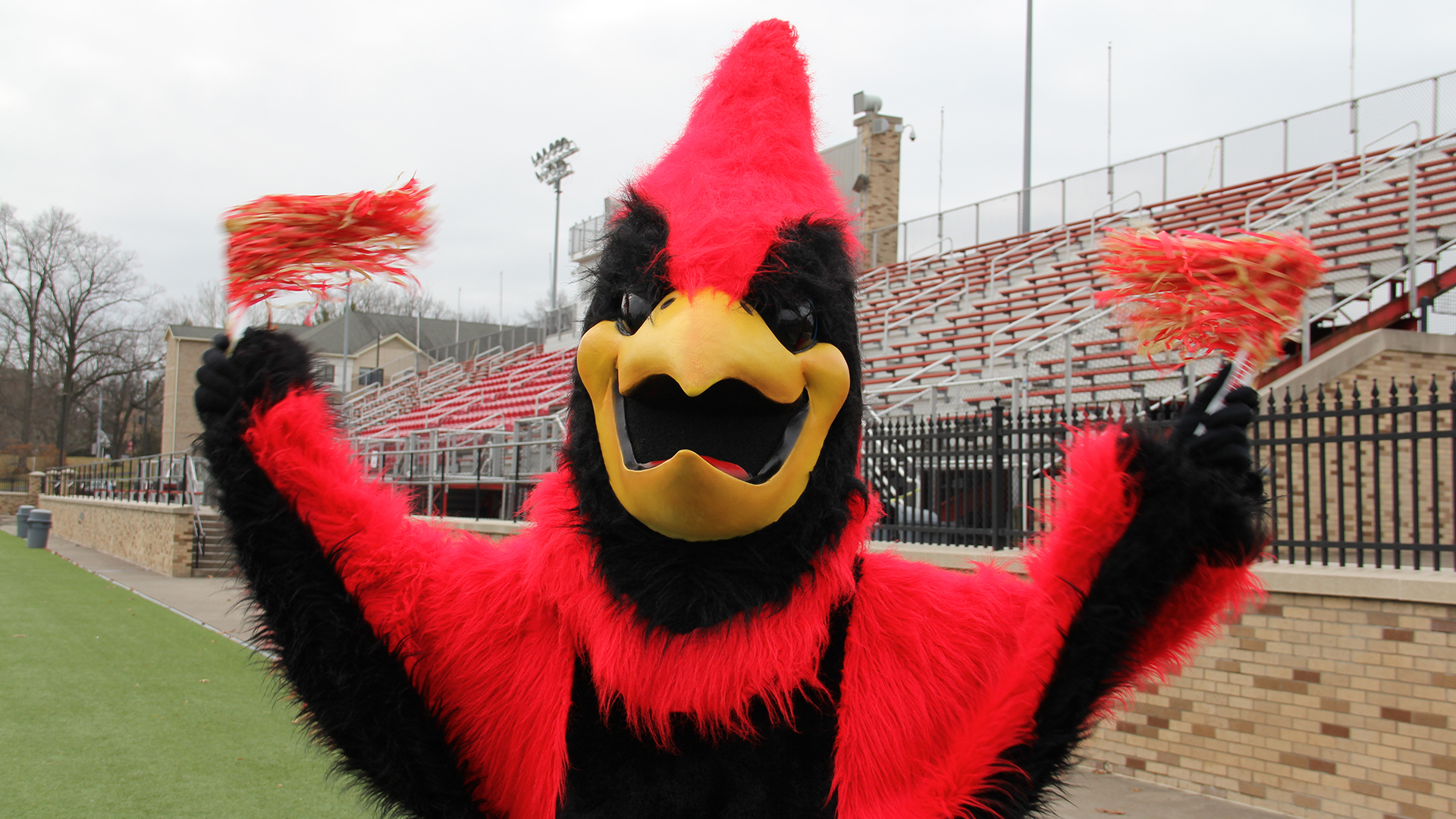 Cardinal mascot celebrating with pom poms.