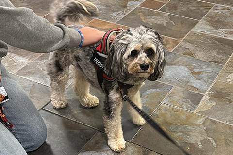 Students interact with the Therapy Dog during a visit to campus.