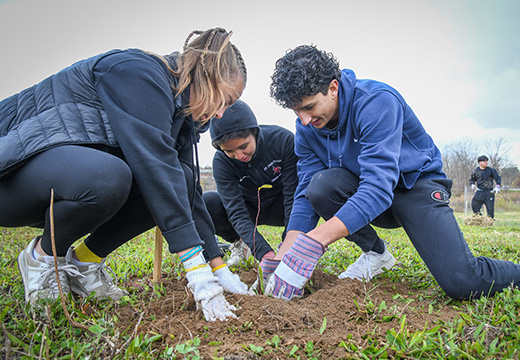 Students plant a tree together.